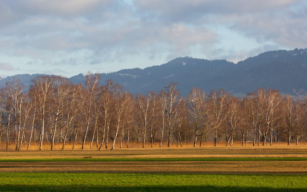 Lauteracherried im Jänner 70